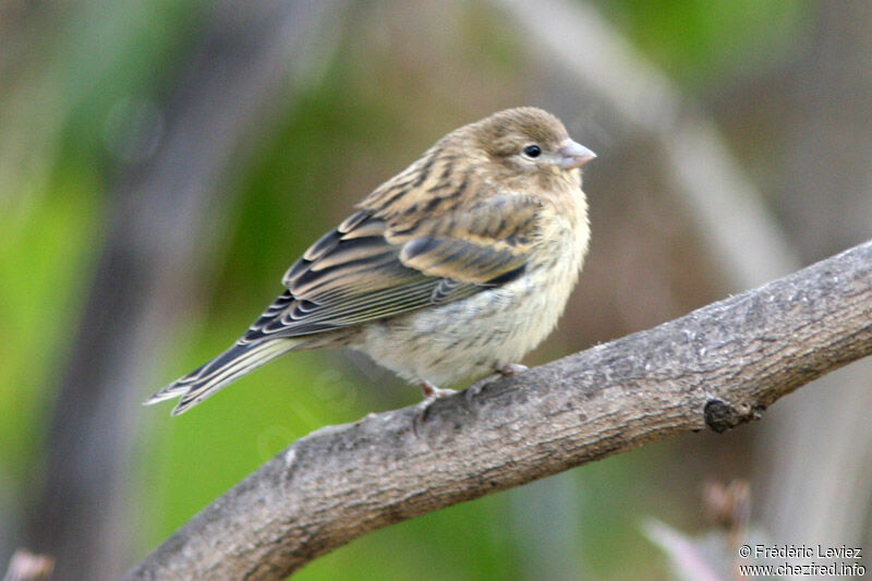 Serin des Canariesjuvénile, identification