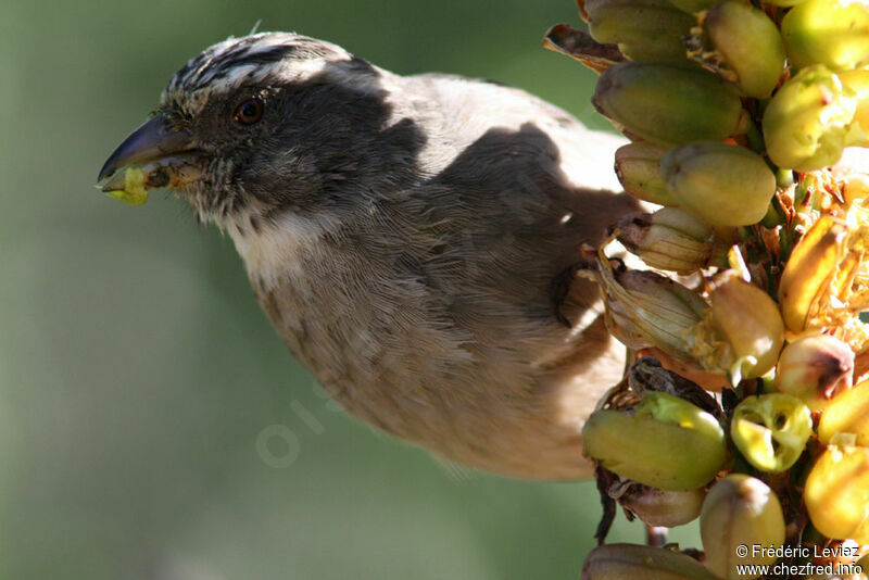 Streaky-headed Seedeateradult, identification