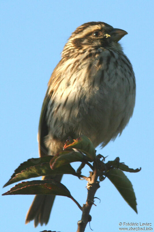 Serin striéadulte