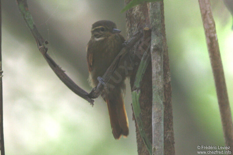 Sittine du Mexique, identification