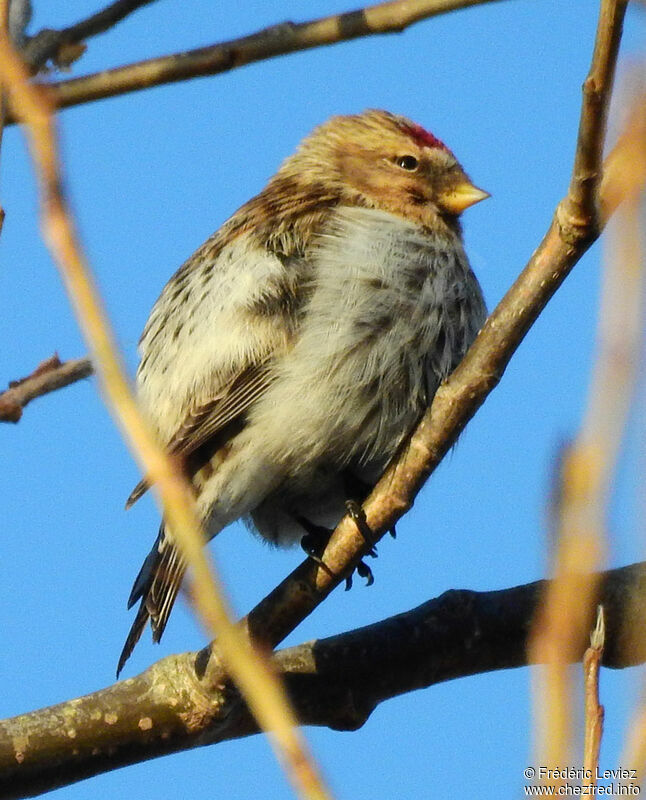 Common Redpoll, identification, close-up portrait