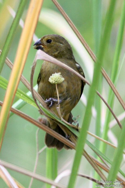 Variable Seedeater female adult