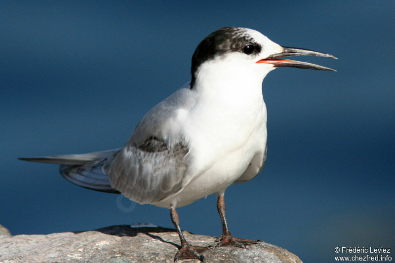 Common Tern