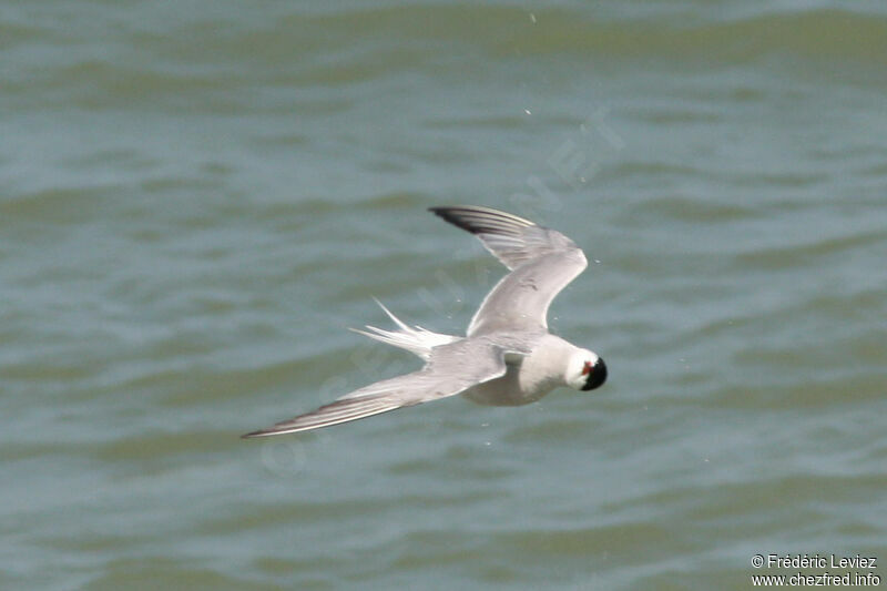 Common Ternadult breeding, Flight