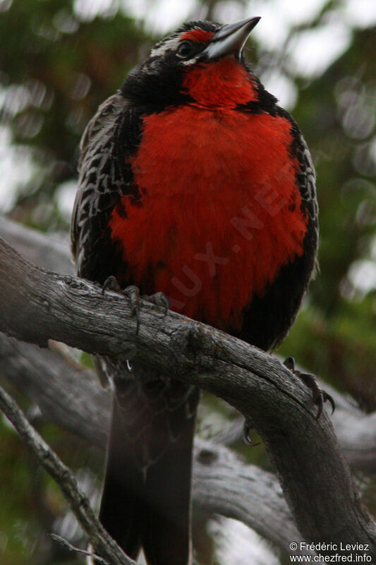 Long-tailed Meadowlark male adult