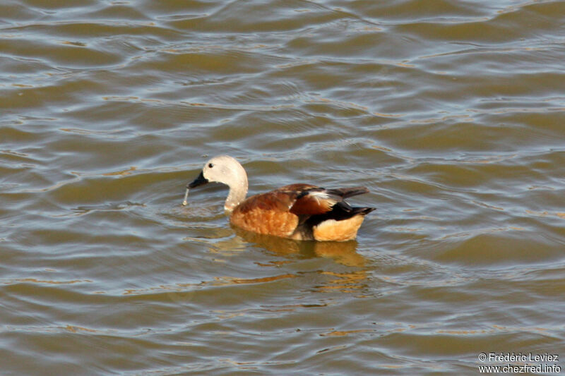 South African Shelduck male adult, identification