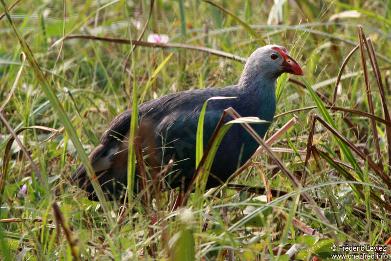 Grey-headed Swamphenadult, identification