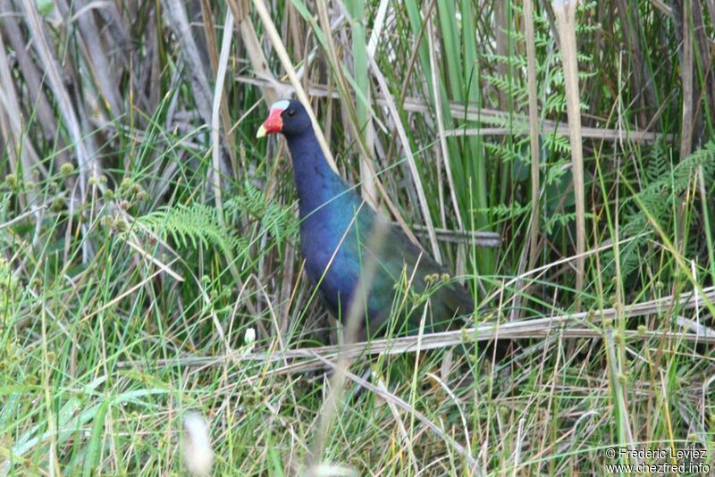 Talève violacéeadulte, identification