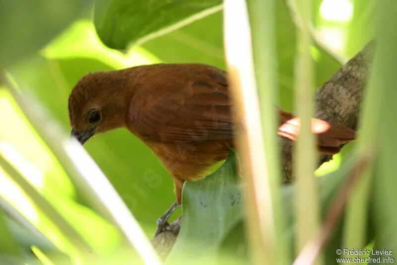 White-lined Tanager female adult, identification