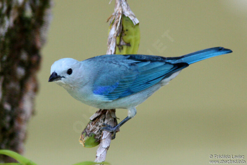 Blue-grey Tanageradult, identification