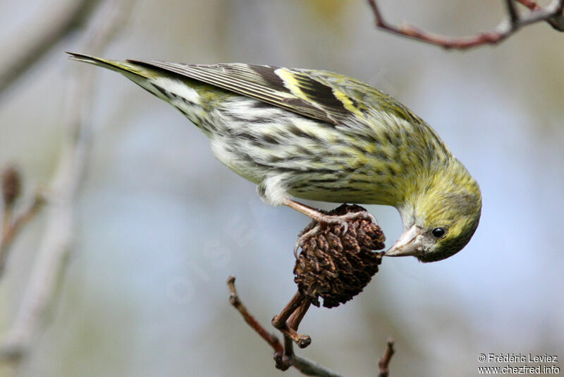 Eurasian Siskin female adult, identification, feeding habits