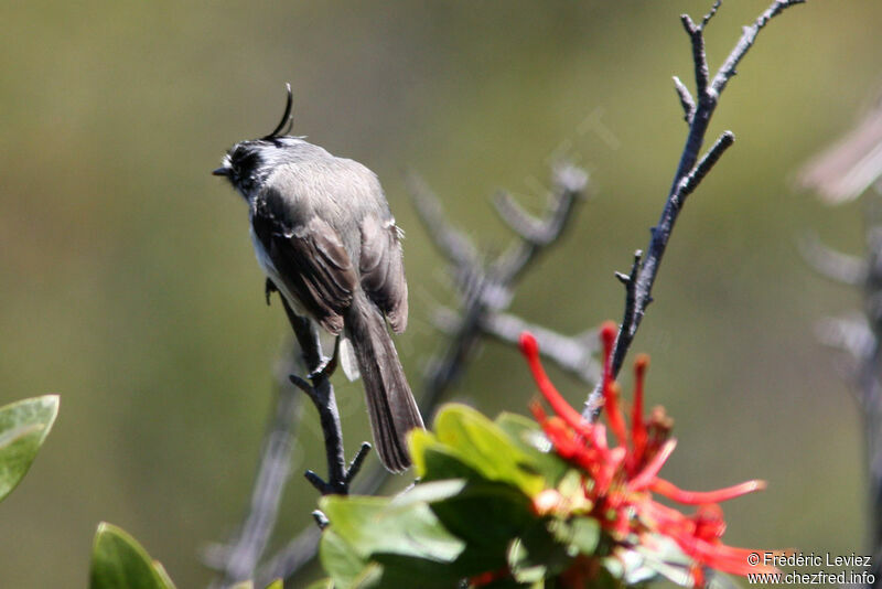 Tufted Tit-Tyrant