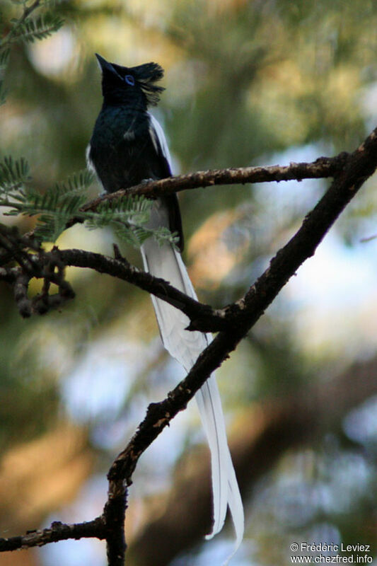 African Paradise Flycatcher male adult breeding, identification