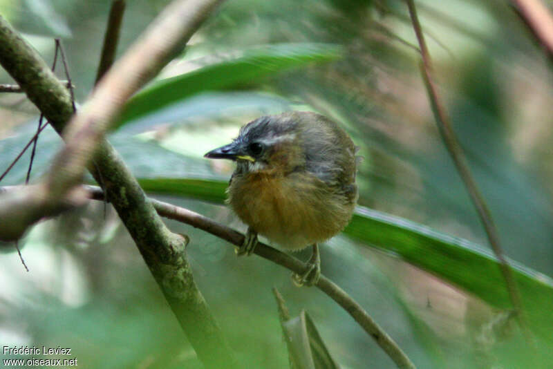 Timalie à tête rayée1ère année, identification