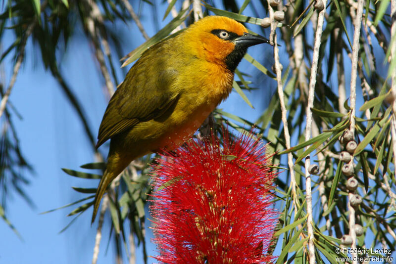 Spectacled Weaver male adult, identification