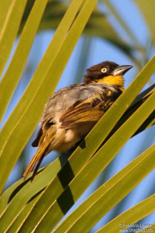 Baglafecht Weaver male adult breeding