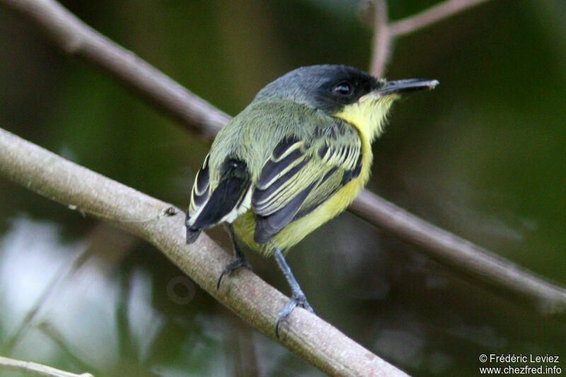 Common Tody-Flycatcheradult, identification