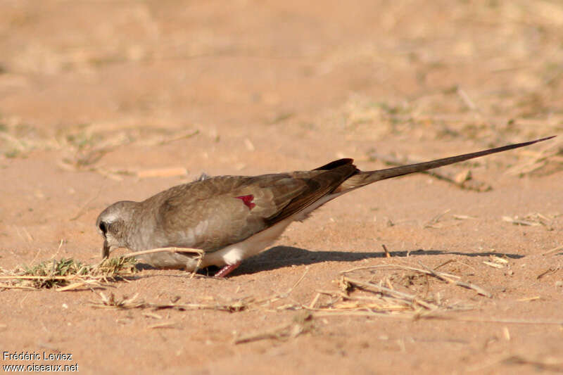 Namaqua Dove female adult, pigmentation, fishing/hunting