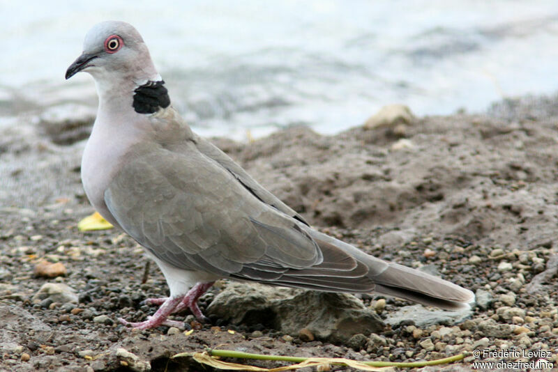 Mourning Collared Doveadult