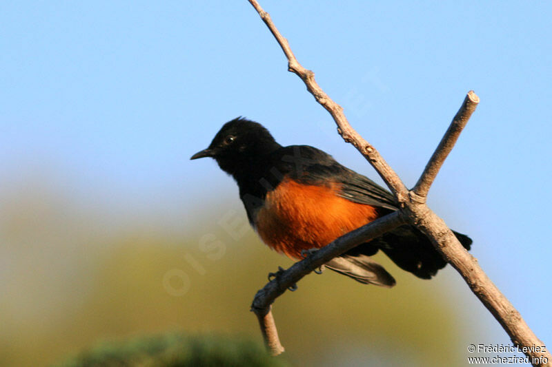 Mocking Cliff Chat female adult