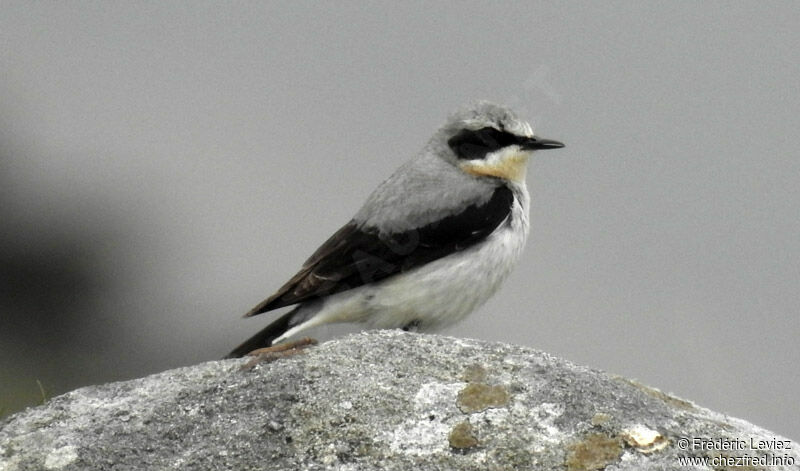 Northern Wheatear male adult breeding, identification, close-up portrait