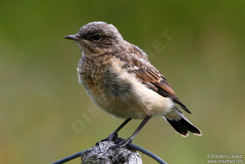 Traquet motteux1ère année, identification