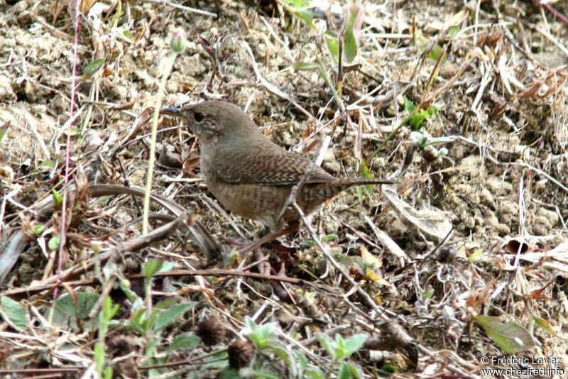 Troglodyte australadulte, identification