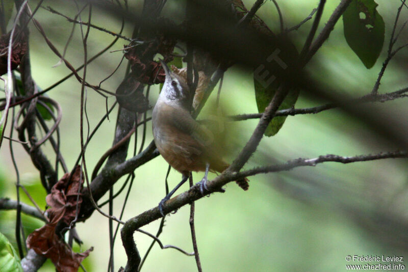 Troglodyte du Panama, identification