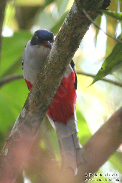 Trogon de Cubaadulte