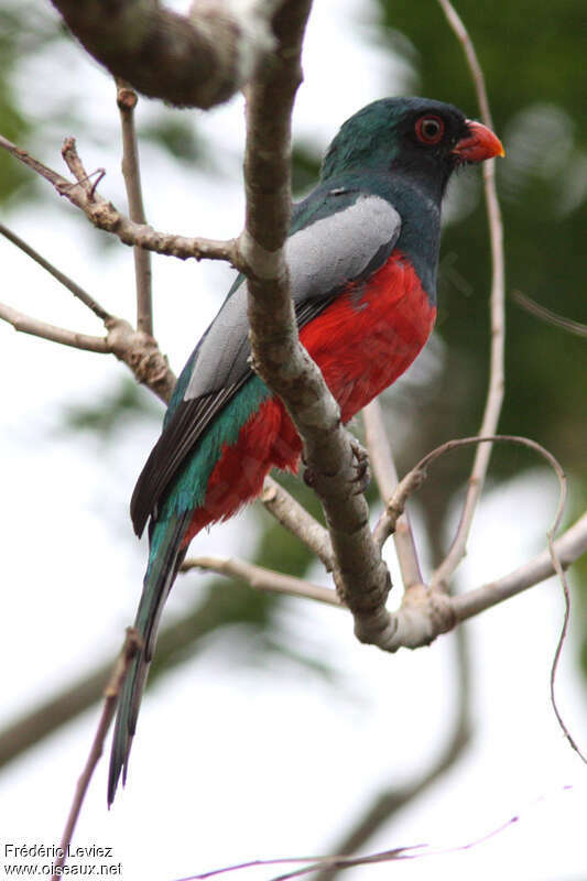 Slaty-tailed Trogon male adult, identification