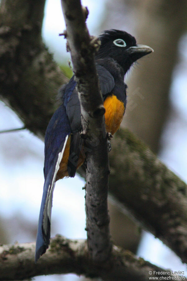 Trogon de Sclater