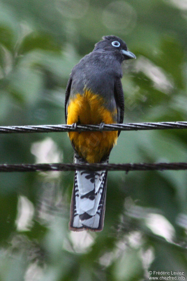 Trogon de Sclater