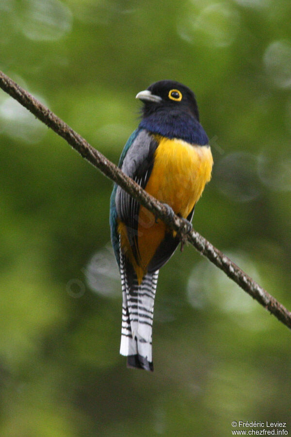 Gartered Trogon