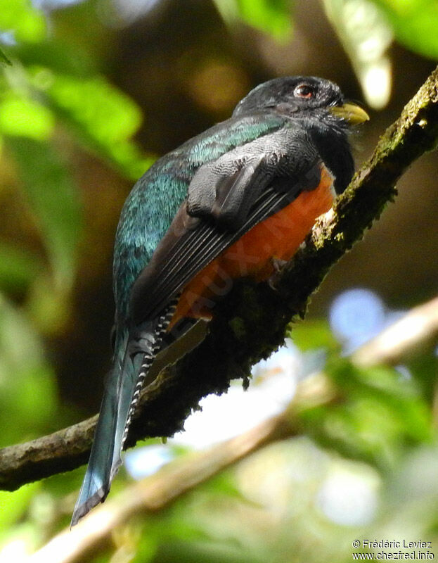 Collared Trogon male adult, identification