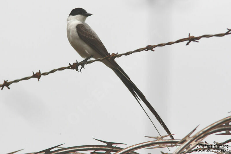 Fork-tailed Flycatcheradult, identification