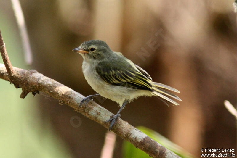 Tyranneau menujuvénile, identification