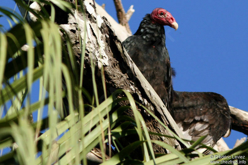 Urubu à tête rougeadulte