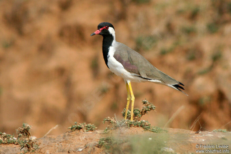 Red-wattled Lapwingadult