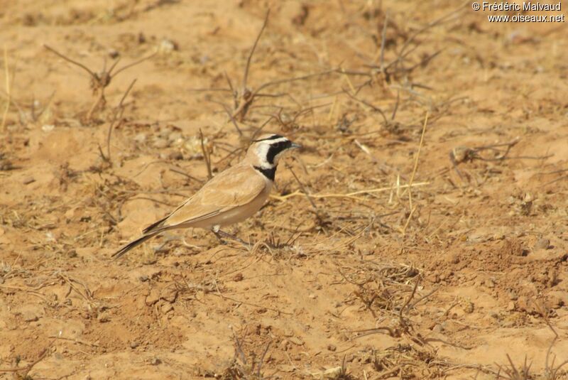 Temminck's Larkadult breeding