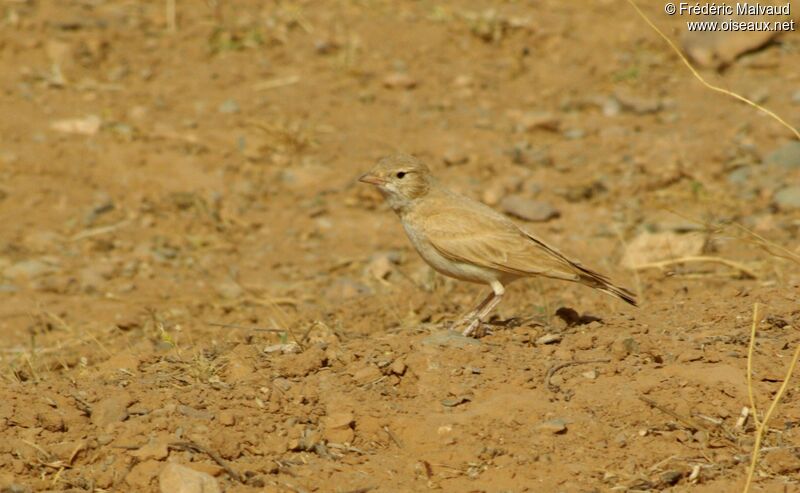 Desert Larkadult breeding