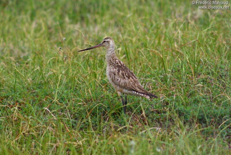 Bar-tailed Godwit female