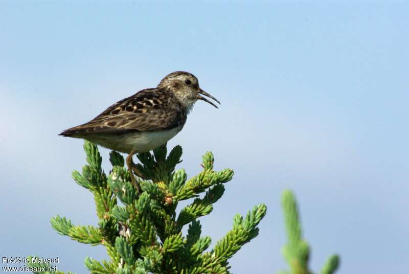 Least Sandpiperadult breeding, Reproduction-nesting, song