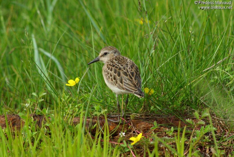 Semipalmated Sandpiperadult breeding