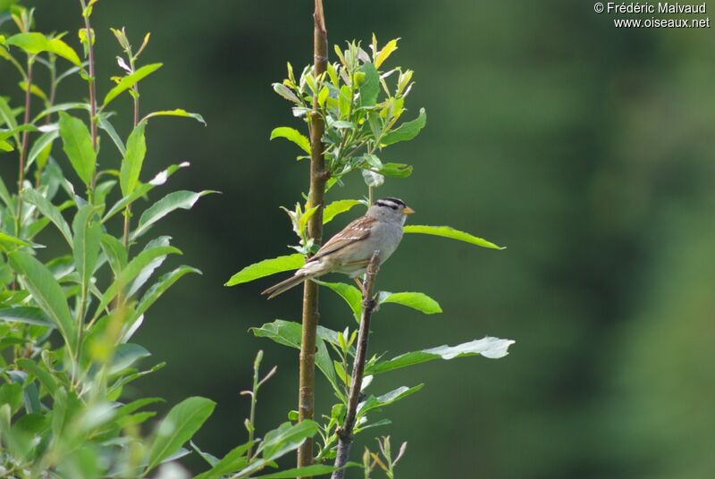 White-crowned Sparrowadult breeding