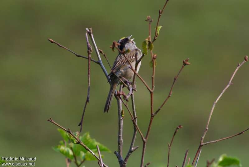 Bruant à couronne doréeadulte nuptial, chant