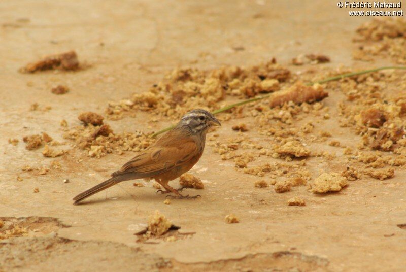 House Bunting male