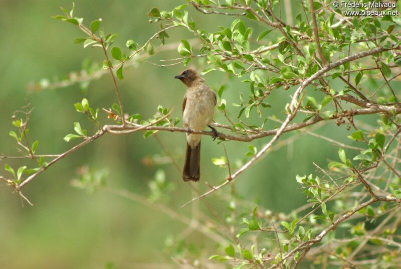 Common Bulbuladult breeding