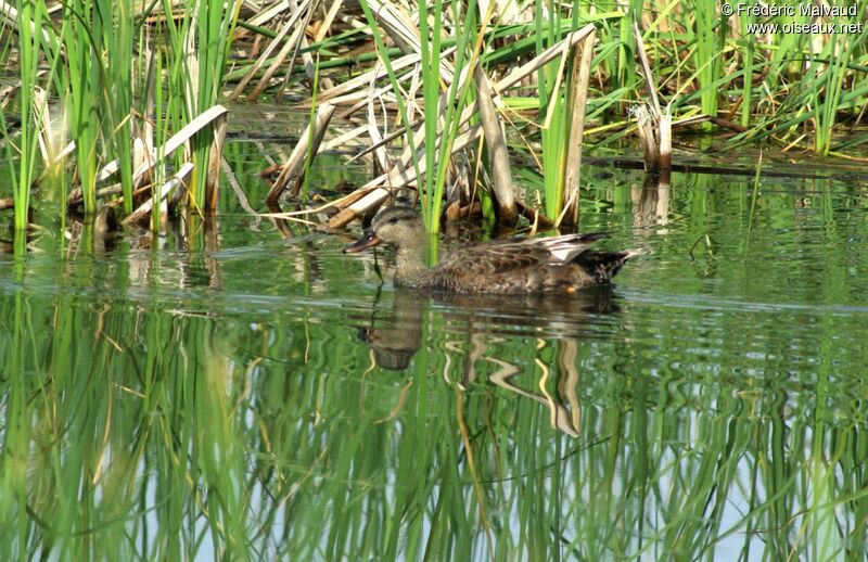 Canard chipeau mâle adulte