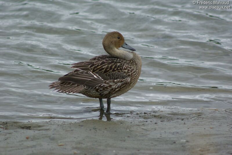 Canard pilet femelle adulte internuptial