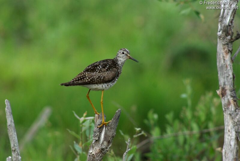 Lesser Yellowlegsadult breeding